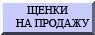 щенки на продажу